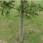 Spiral Tree Guard (Clear) 18"/450mm x 40mm Dia